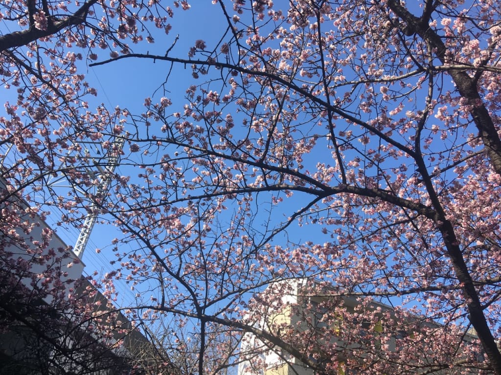 渋川の河津桜①