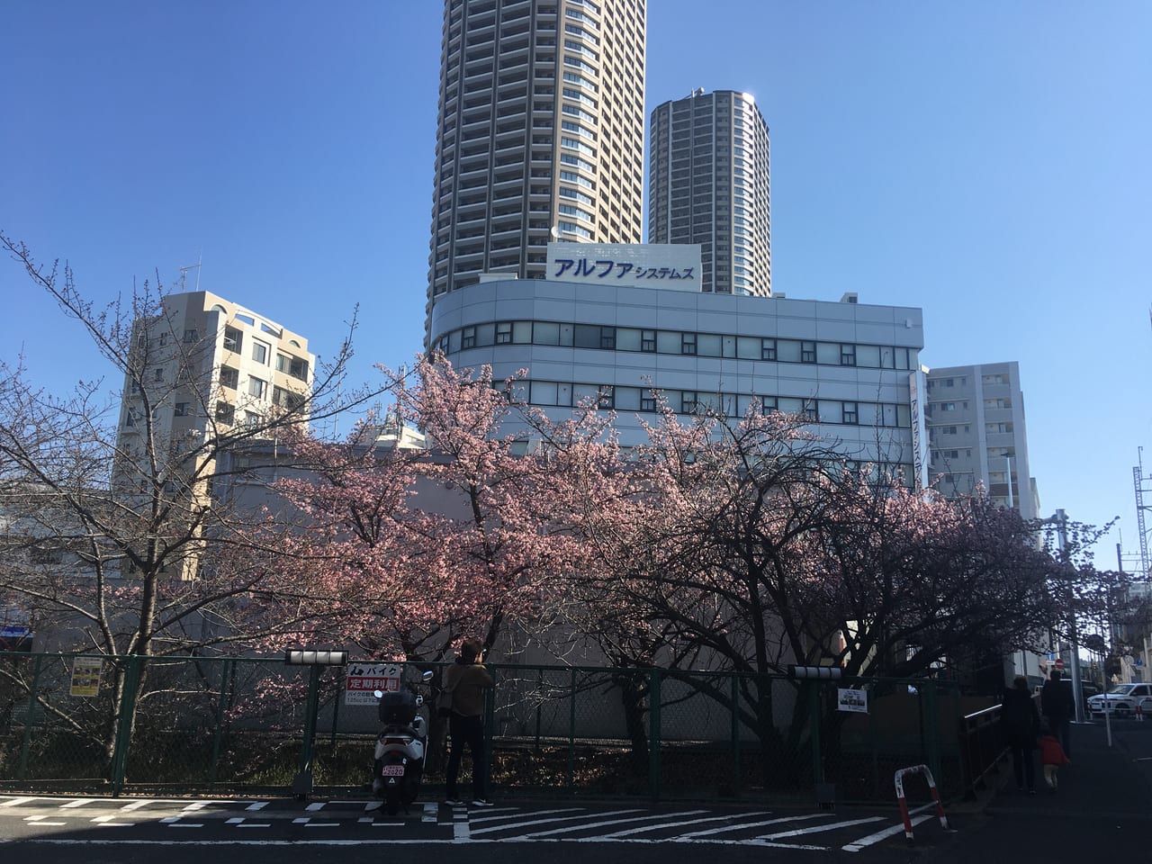 渋川の桜⑥