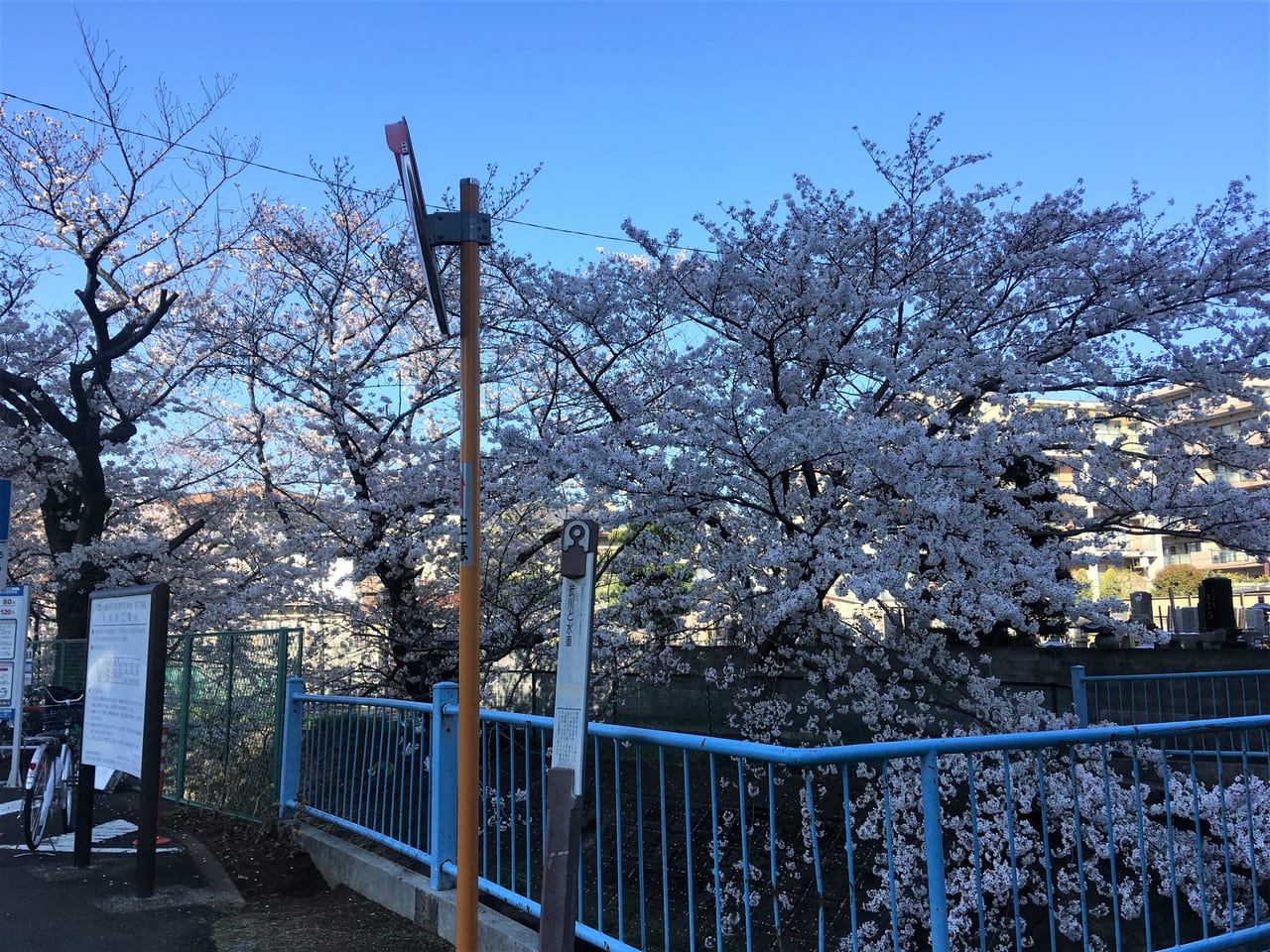 渋川ソメイヨシノ③