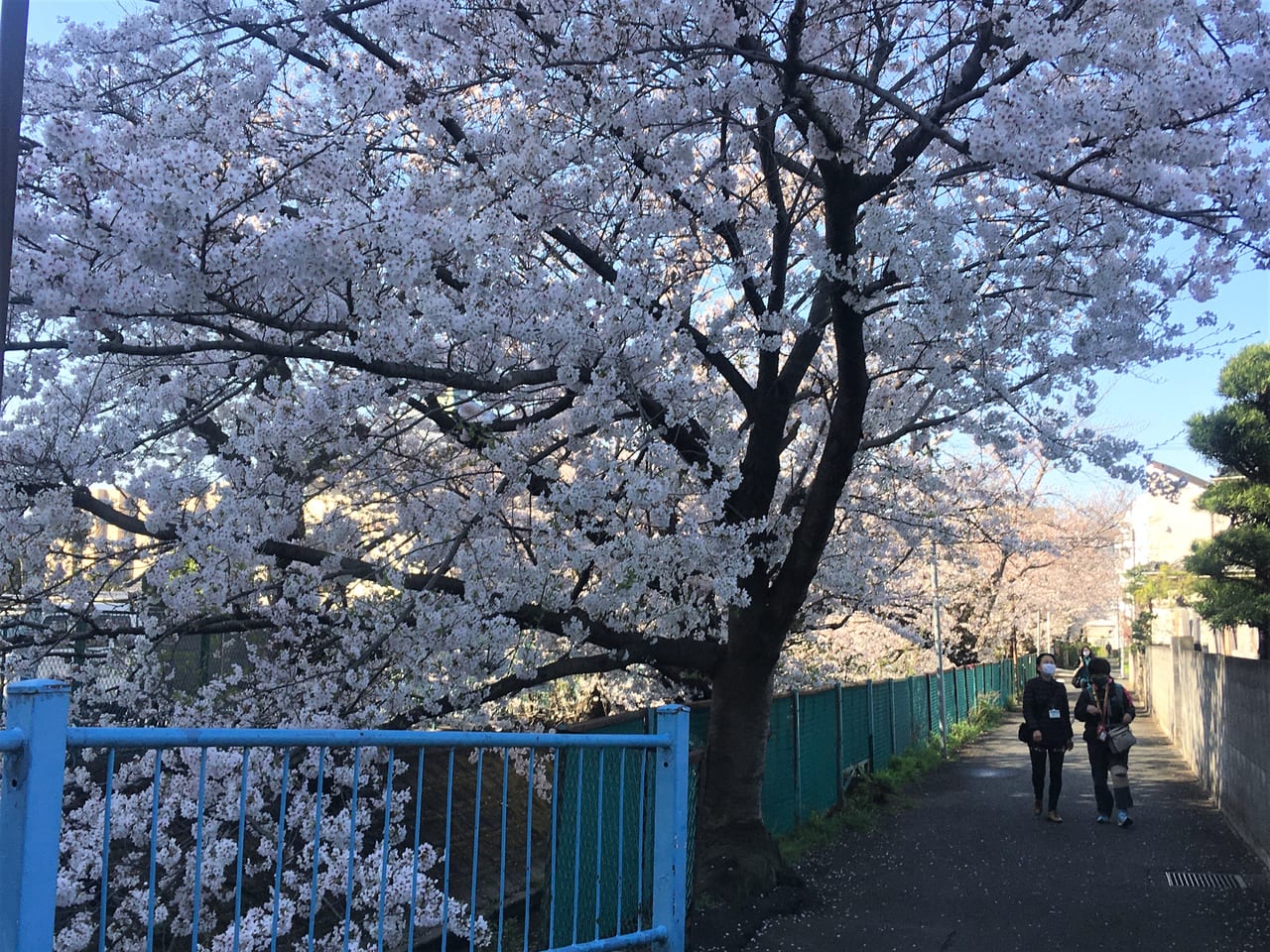 渋川ソメイヨシノ②