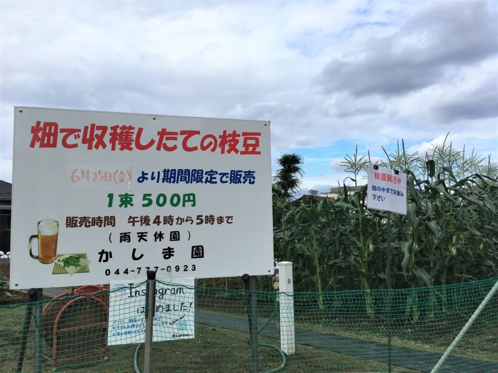 かしま園枝豆４