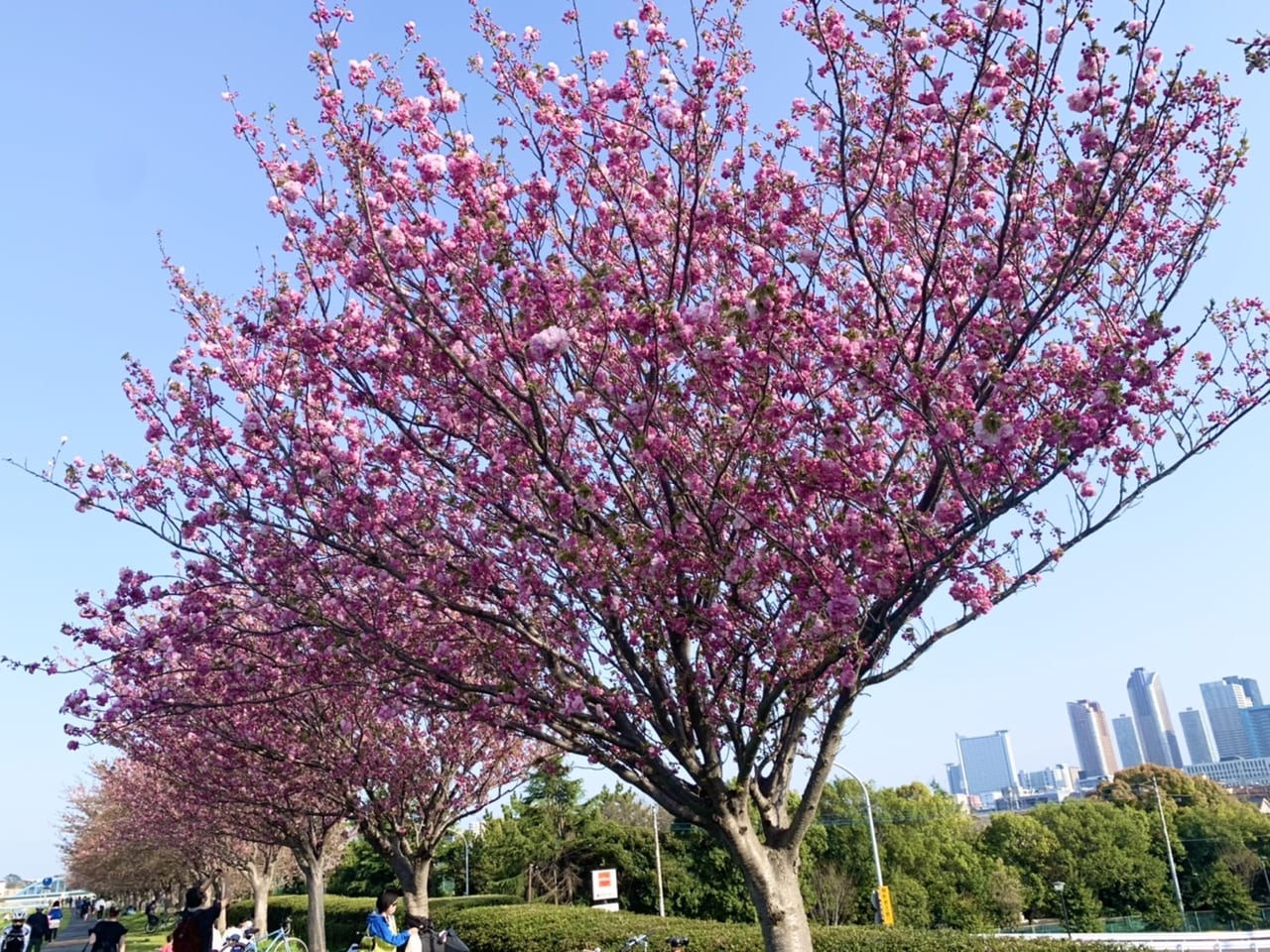 川崎市中原区 多摩川ふれあいロード等々力側の桜並木には多種多様な品種の桜が並んでいて まだまだお花見が楽しめます 号外net 川崎市中原区