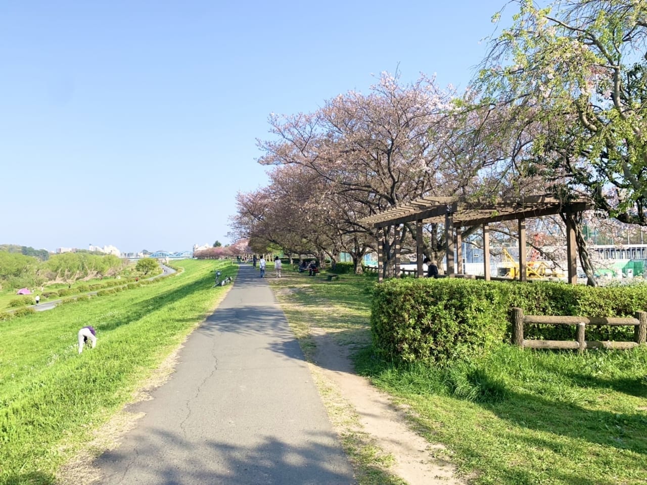 多摩川ふれあいロード桜並木