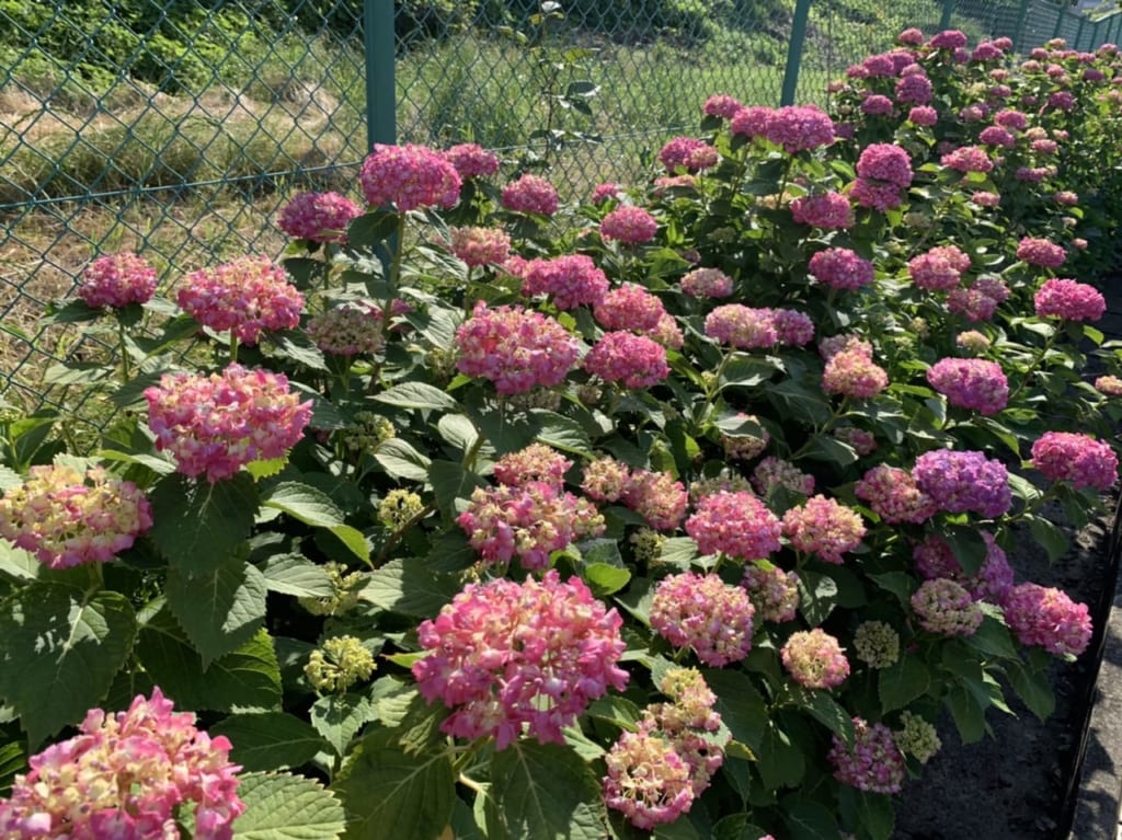 紫陽花