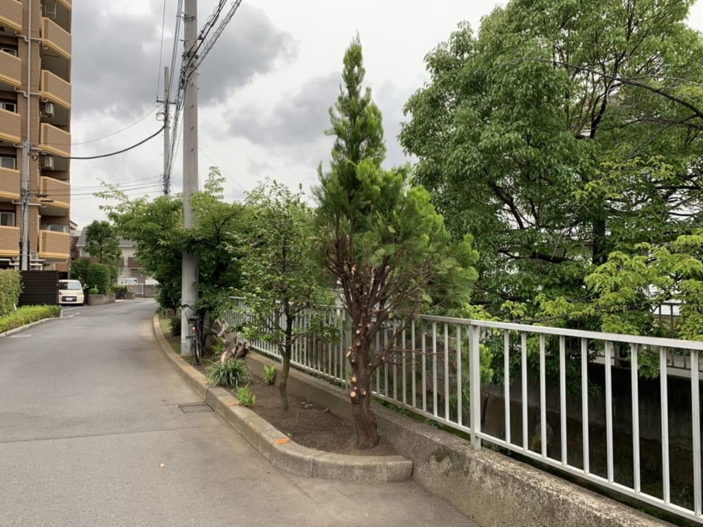 トトロの木