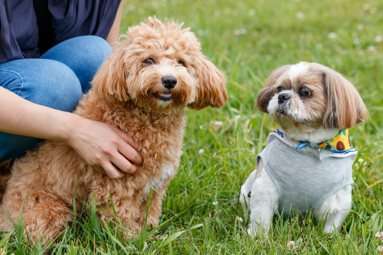 犬猫