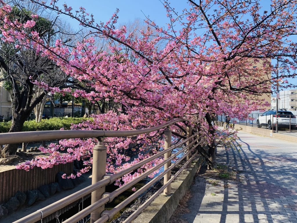 二ヶ領用水河津桜