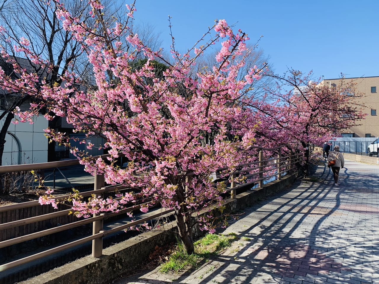 二ヶ領用水河津桜