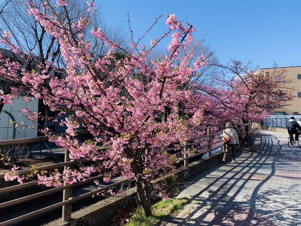 二ヶ領用水河津桜