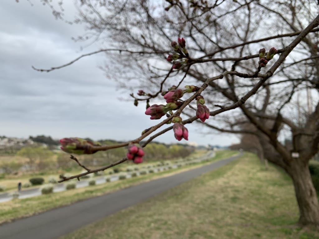 多摩川等々力桜並木