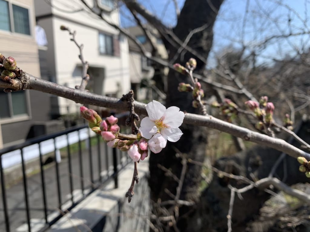 渋川