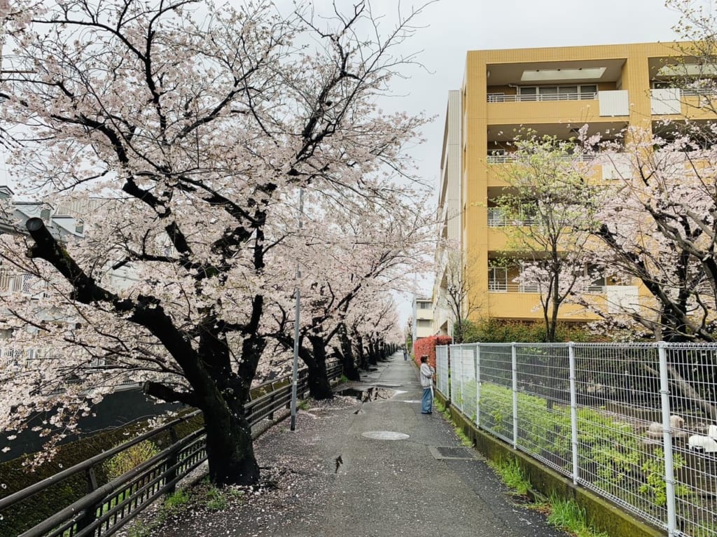 渋川 桜