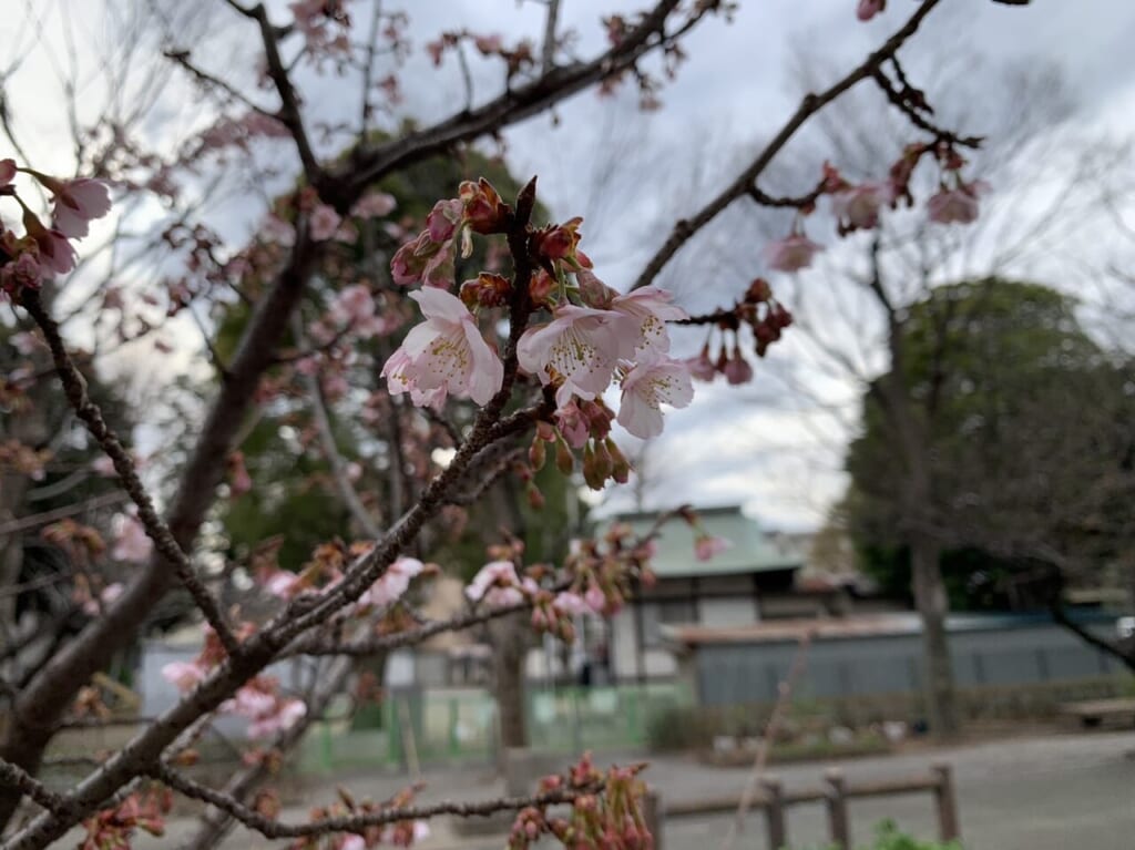 河津桜